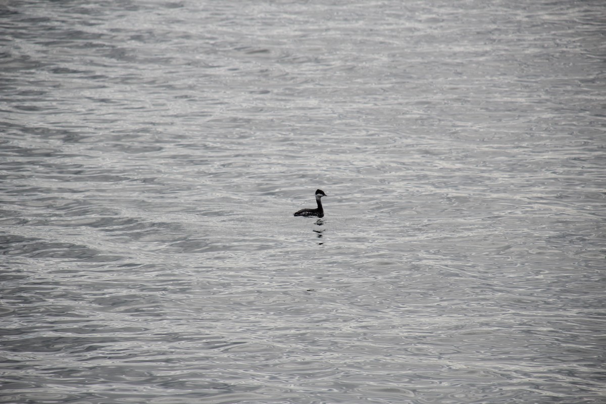 Horned Grebe - ML49295311