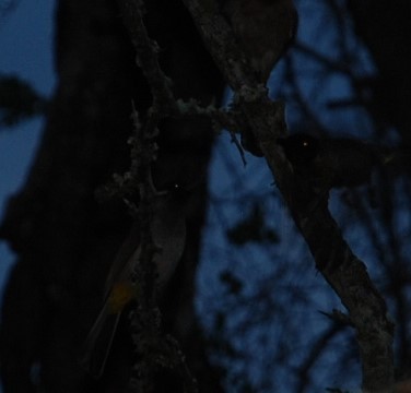 Common Bulbul (Dark-capped) - Tate Putman