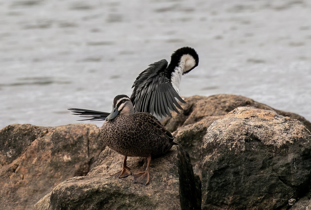 Pacific Black Duck - ML492954281