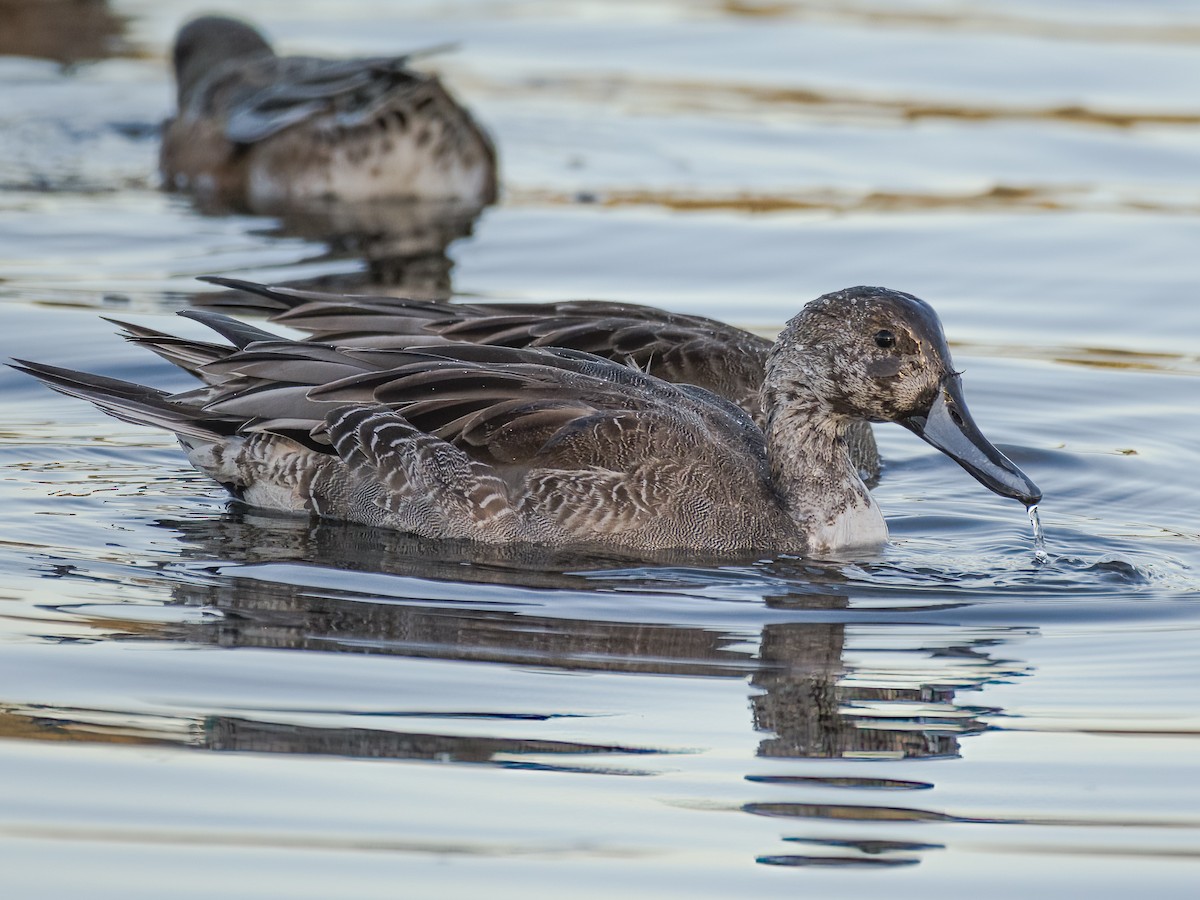 Gadwall - Chris Diehl