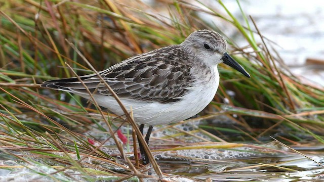 Semipalmated Sandpiper - ML492957271