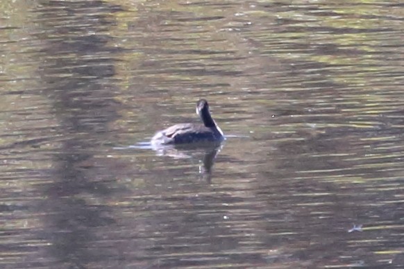 Eared Grebe - ML492957481