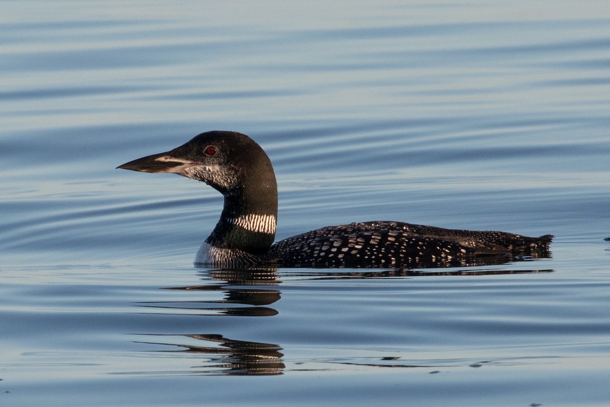 Common Loon - ML492957831