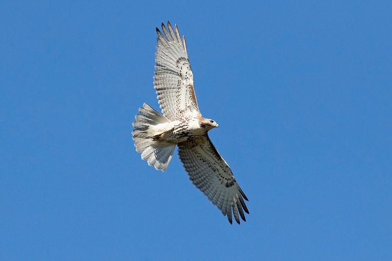 Red-tailed Hawk - RAS TripLeader