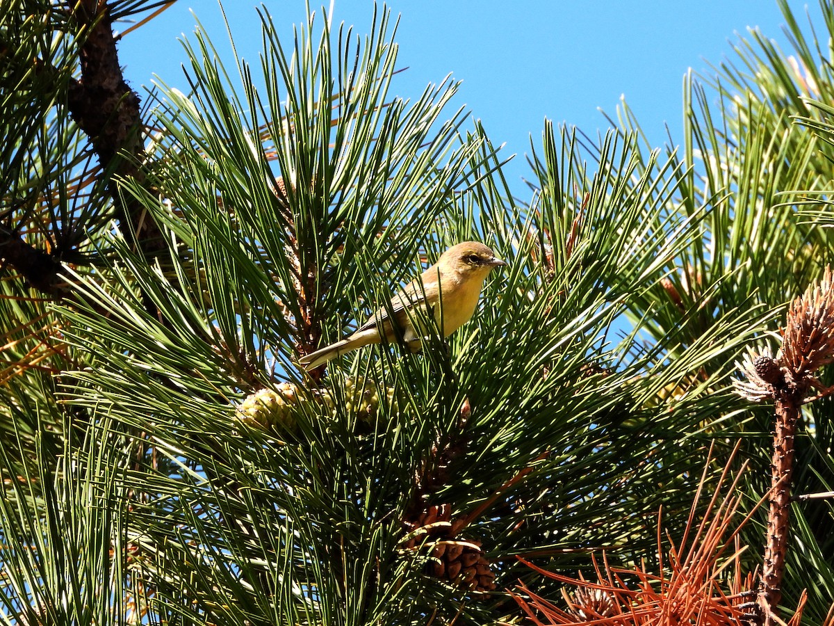 Pine Warbler - Danielle Squire