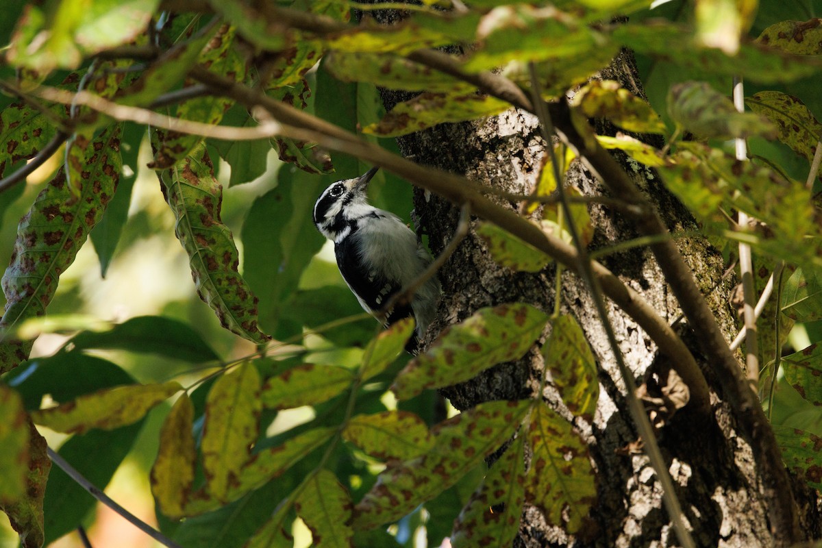 Hairy Woodpecker - ML492959451