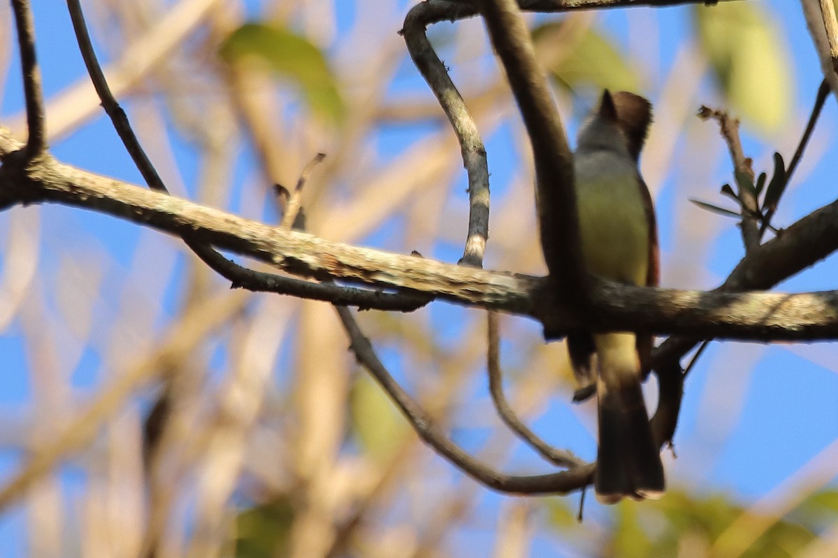 Dusky-capped Flycatcher - ML492960951