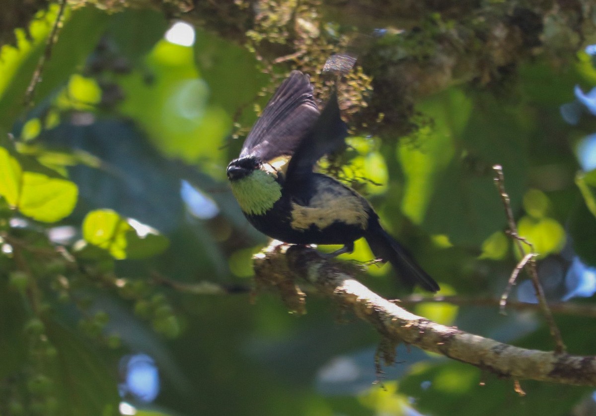 Green-throated Tanager - ML492961631