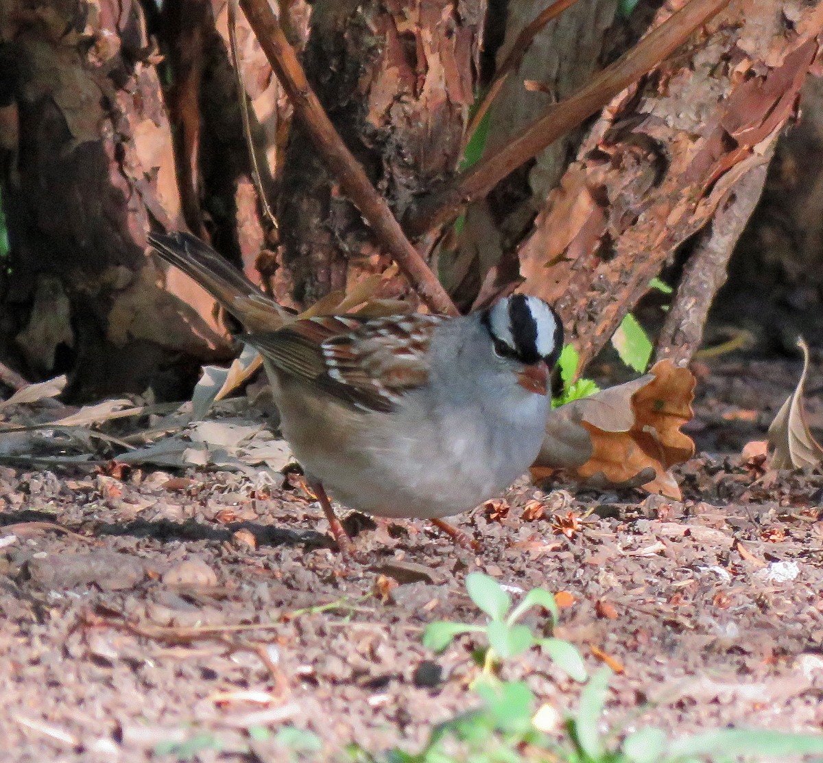 White-crowned Sparrow - ML492967191