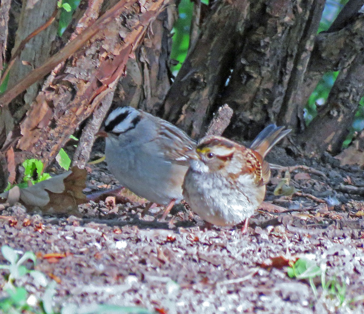 White-crowned Sparrow - ML492967201