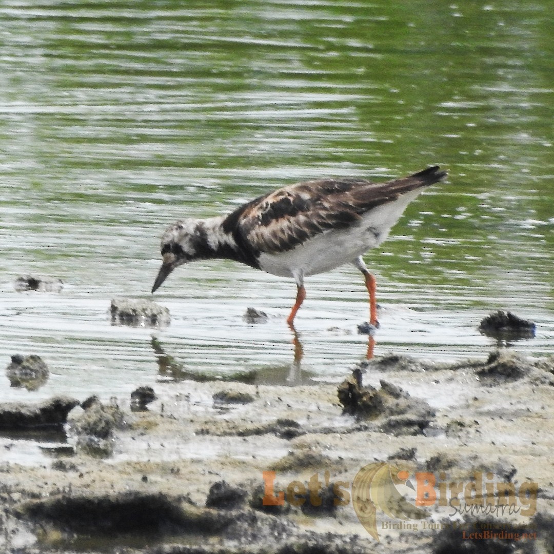 Ruddy Turnstone - ML492967481