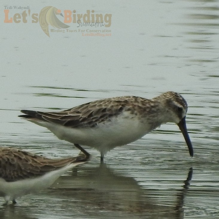 Broad-billed Sandpiper - ML492967541