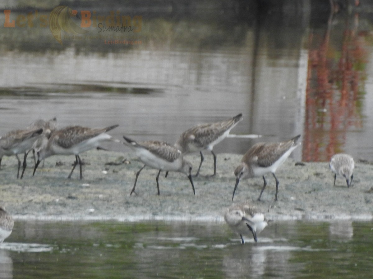 Curlew Sandpiper - ML492967661