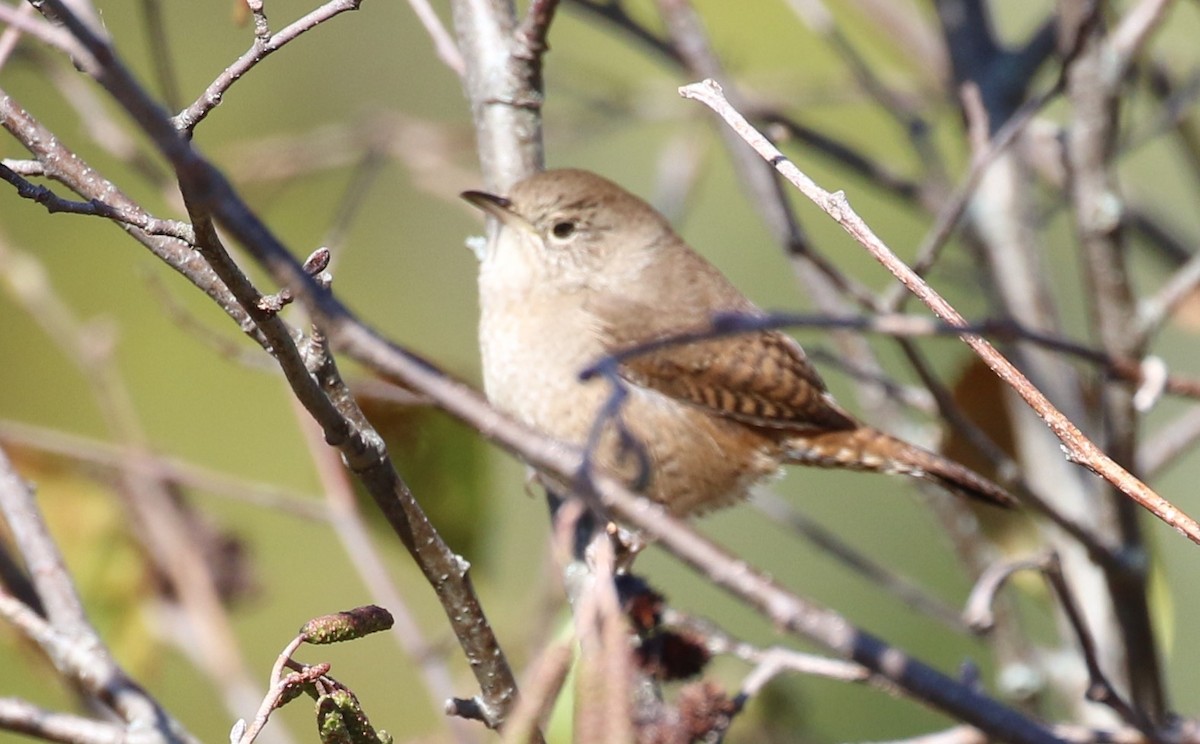Northern House Wren - ML492968131