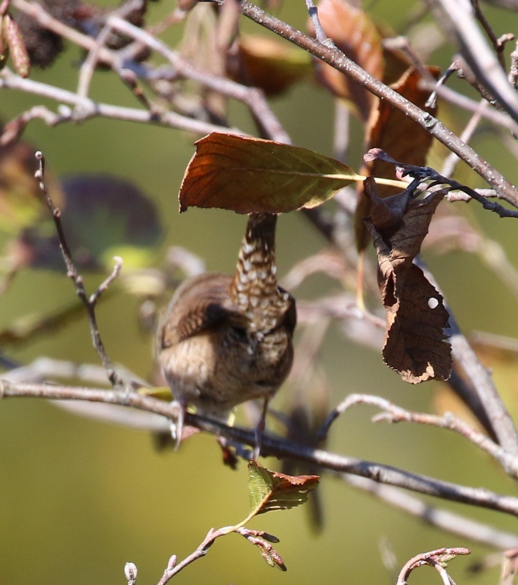Northern House Wren - ML492968201