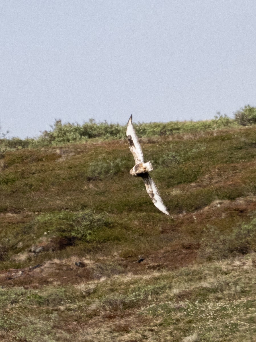 Rough-legged Hawk - ML492968491