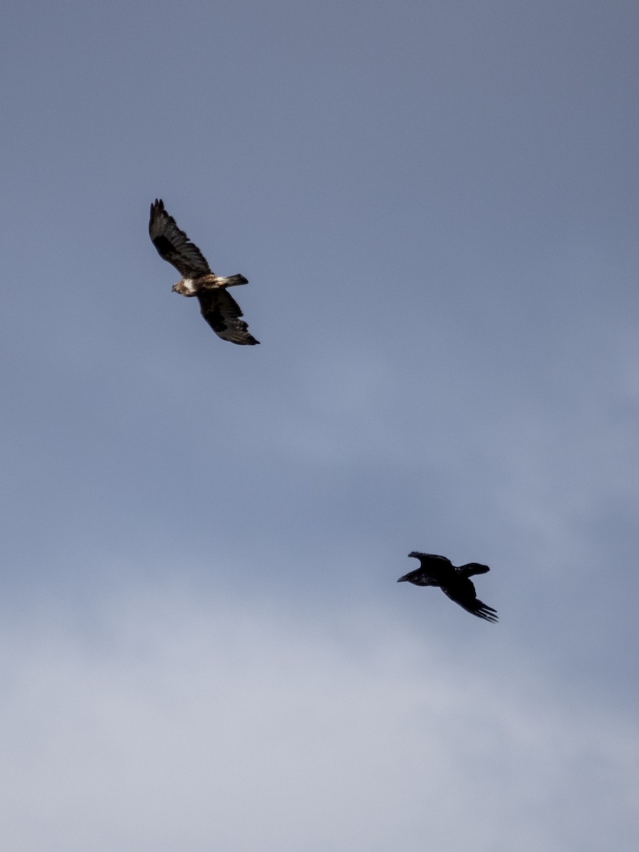 Rough-legged Hawk - ML492968511