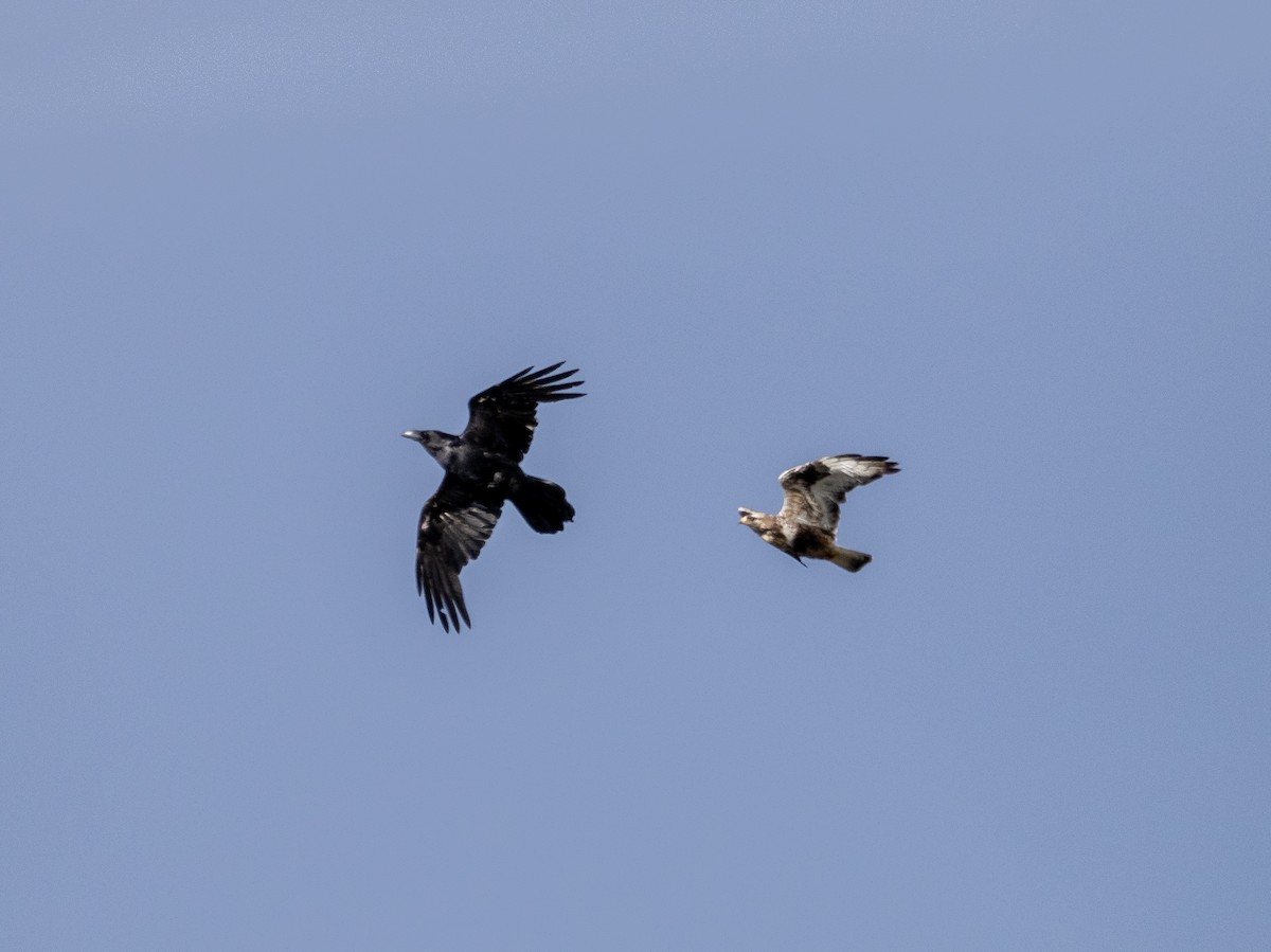 Rough-legged Hawk - ML492968521