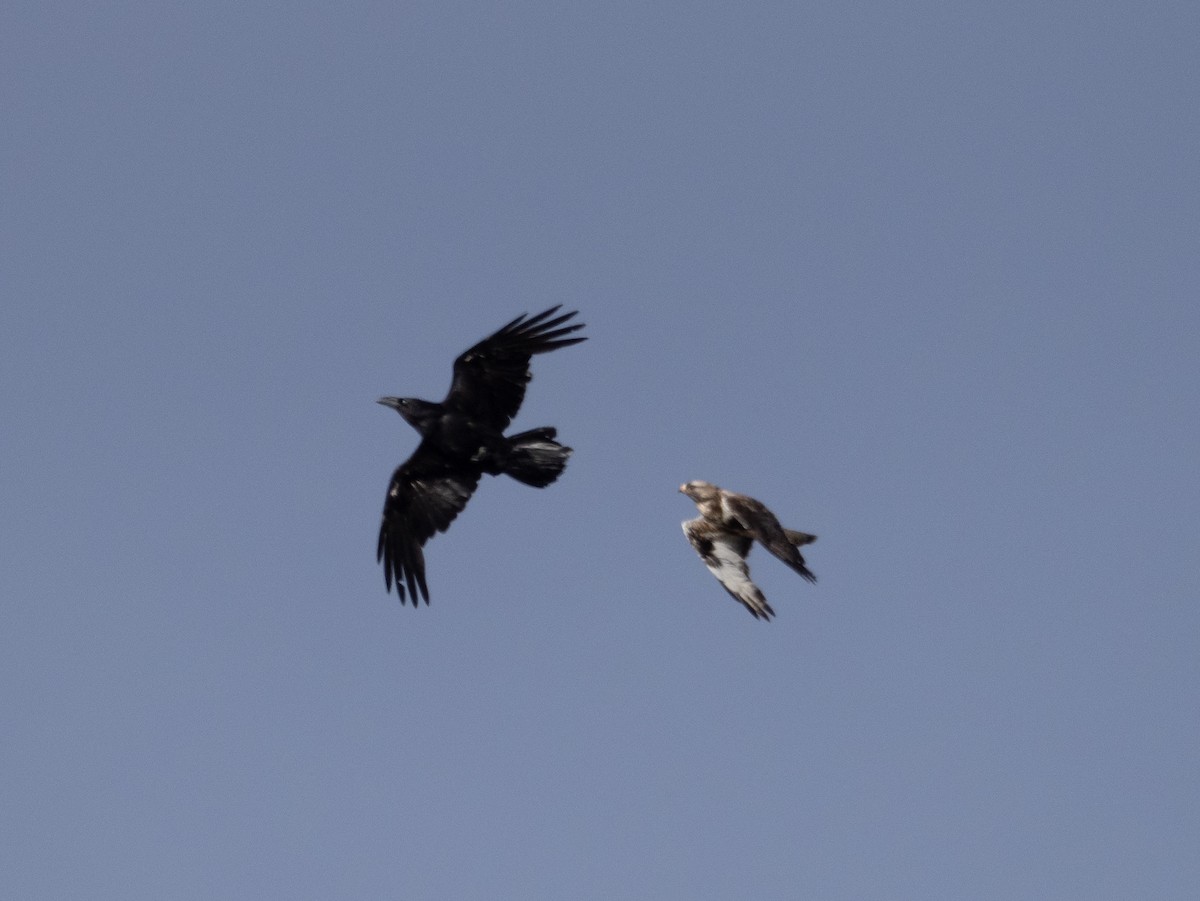 Rough-legged Hawk - ML492968531