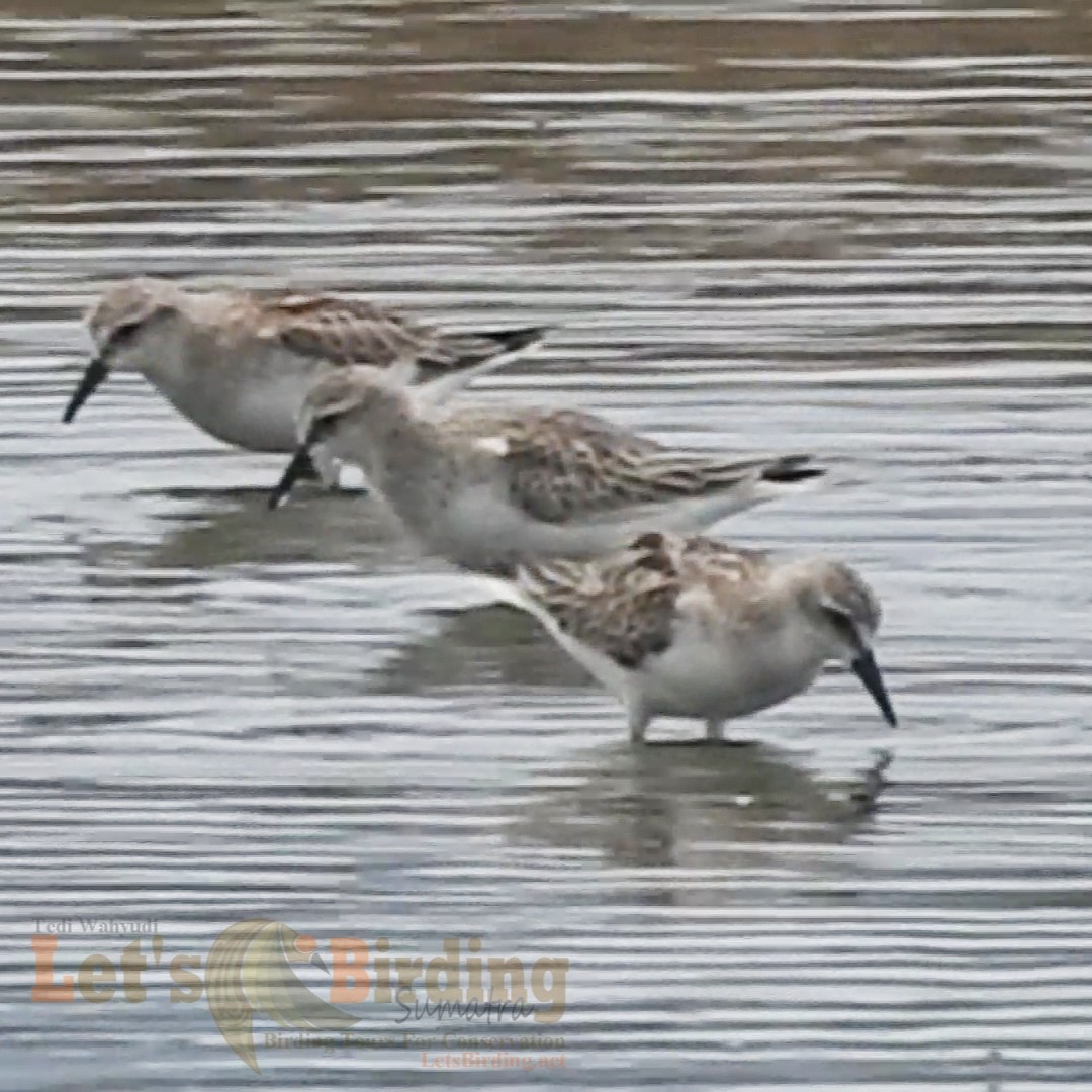 Red-necked Stint - ML492968651