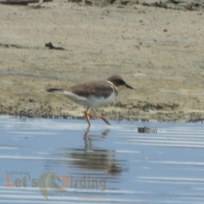 Little Ringed Plover - ML492968741