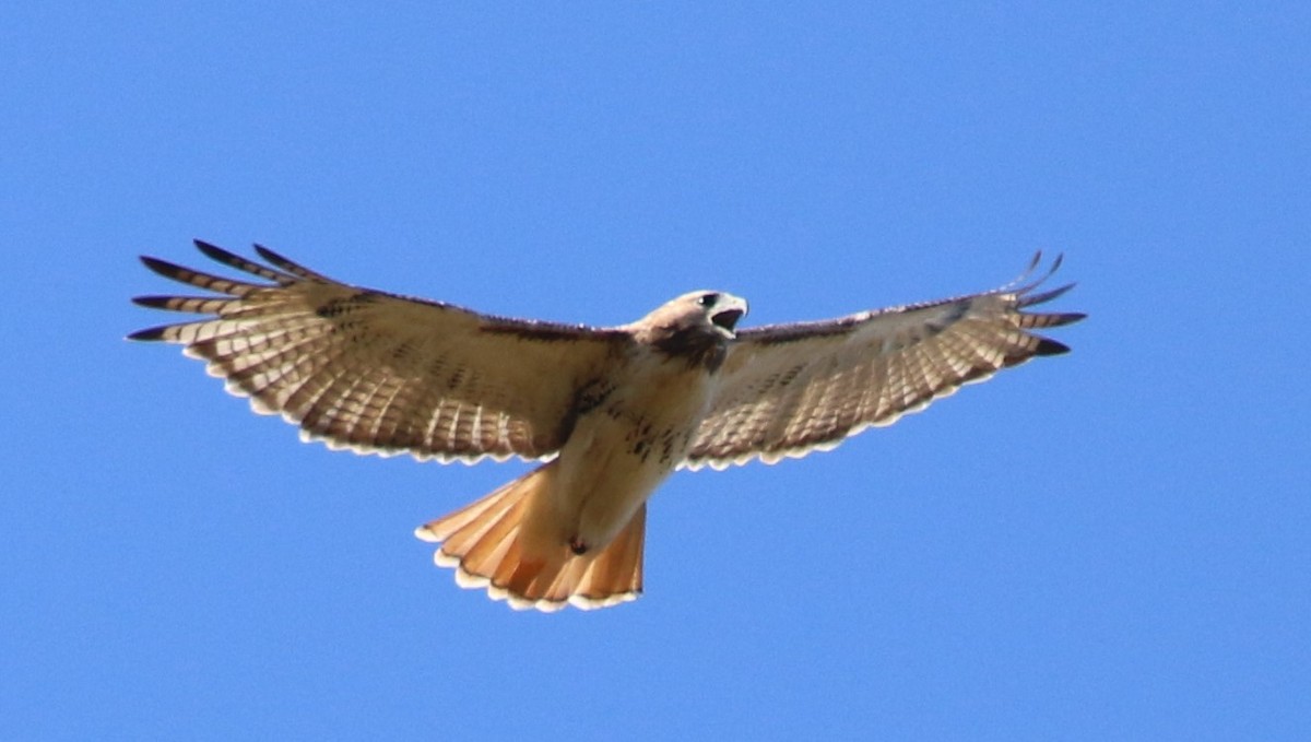 Red-tailed Hawk - ML492968971
