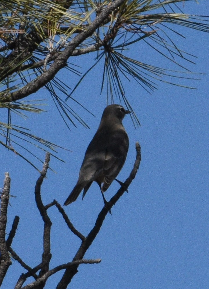 Townsend's Solitaire - ML492969391