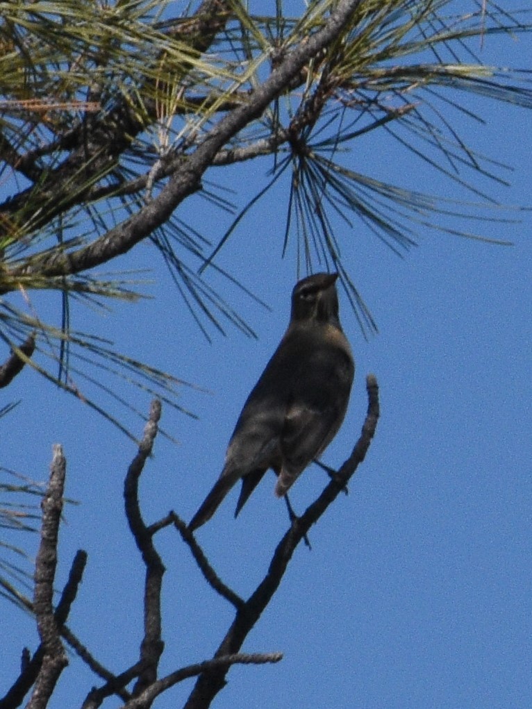 Townsend's Solitaire - ML492969401