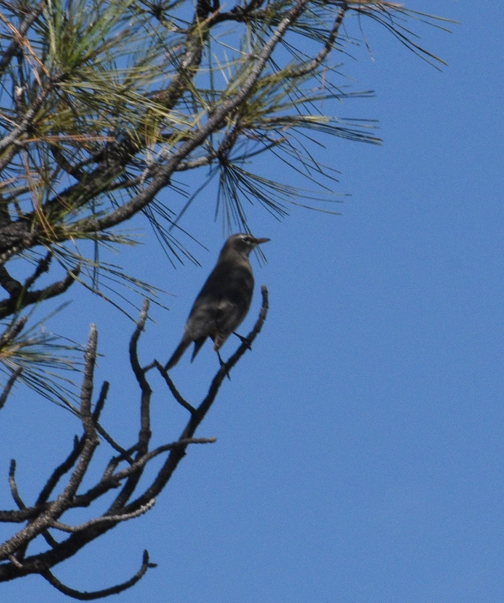 Townsend's Solitaire - ML492969411
