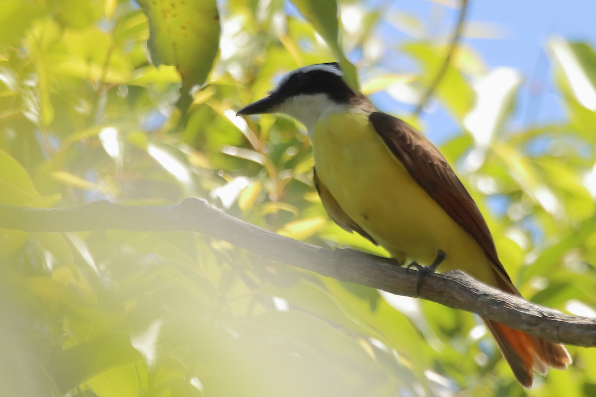 Great Kiskadee - ML492971601