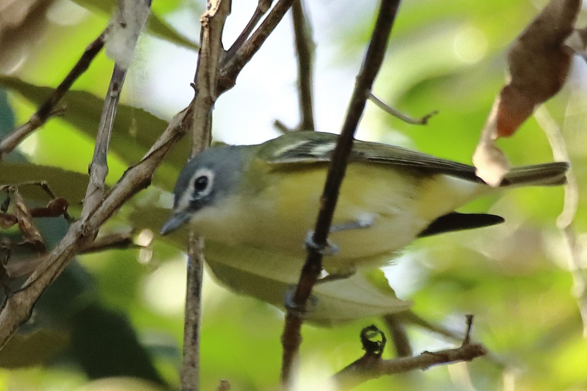 Mavi Başlı Vireo - ML492971911