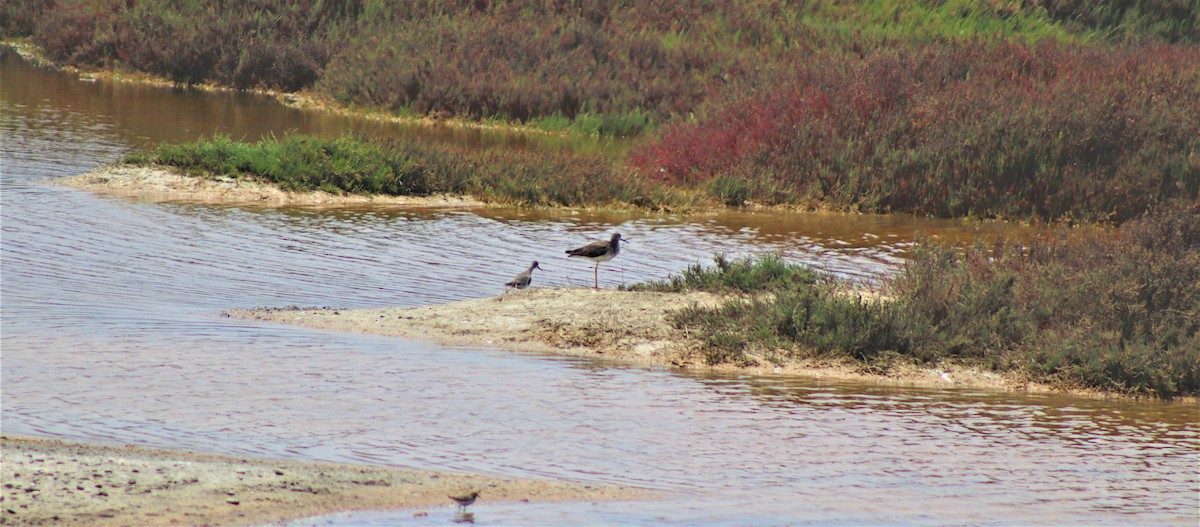 Greater Yellowlegs - ML492972191