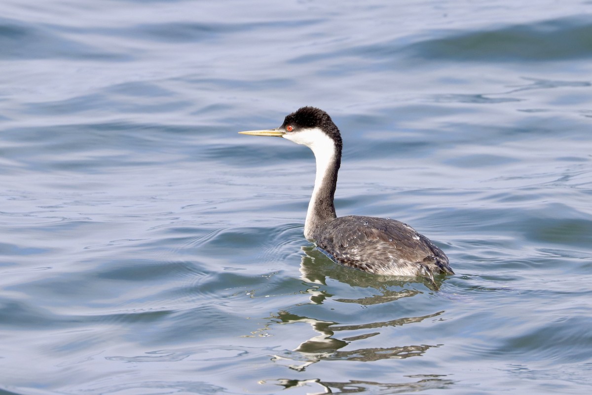 Western Grebe - ML492972691