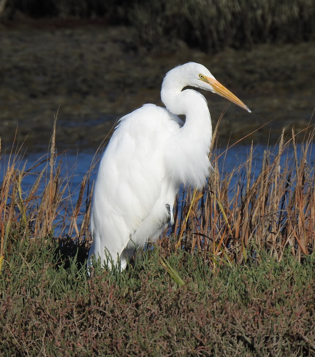 Great Egret - ML492973001