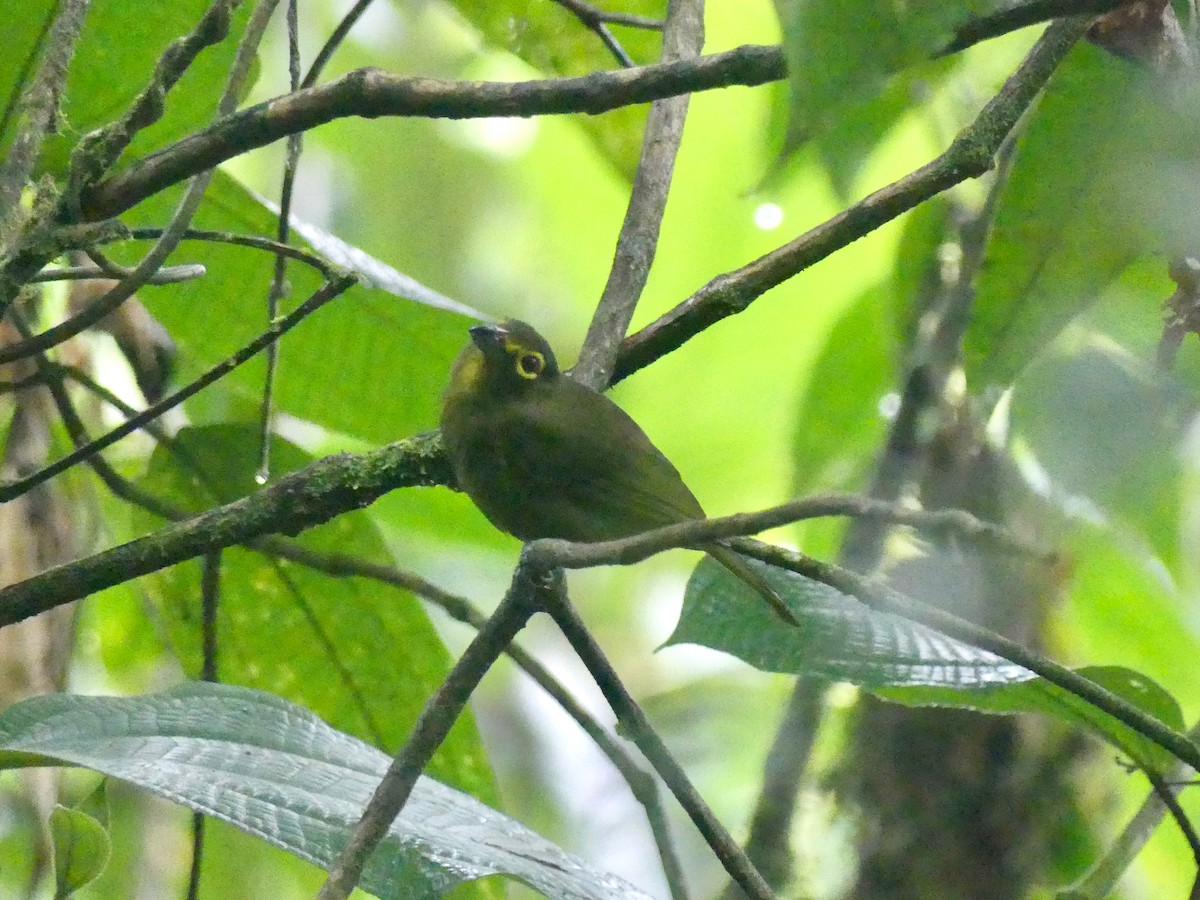 Lemon-spectacled Tanager - ML492974271