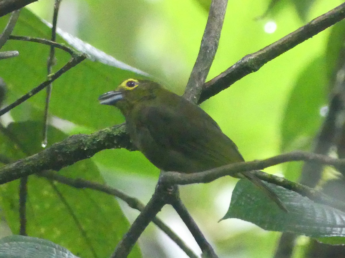 Lemon-spectacled Tanager - Eamon Corbett