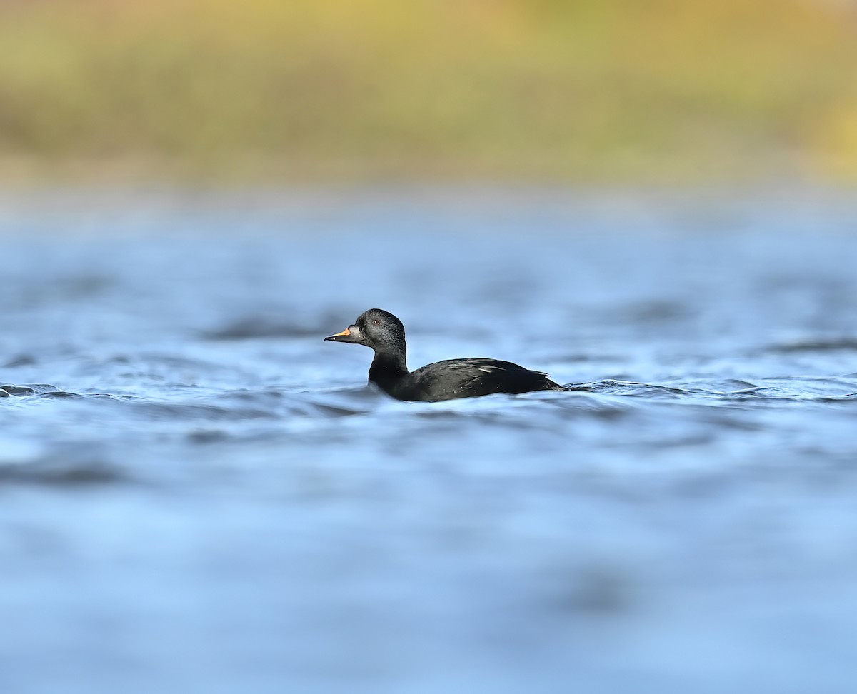 Common Scoter - ML492976341