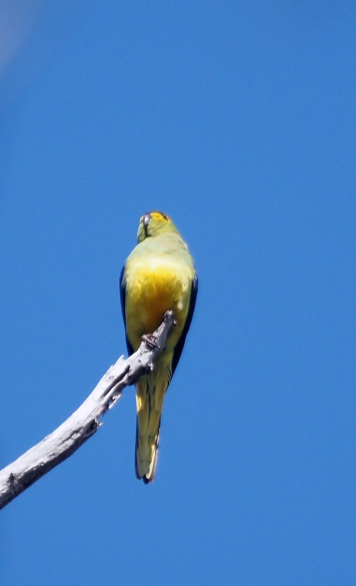 Blue-winged Parrot - Steve Law