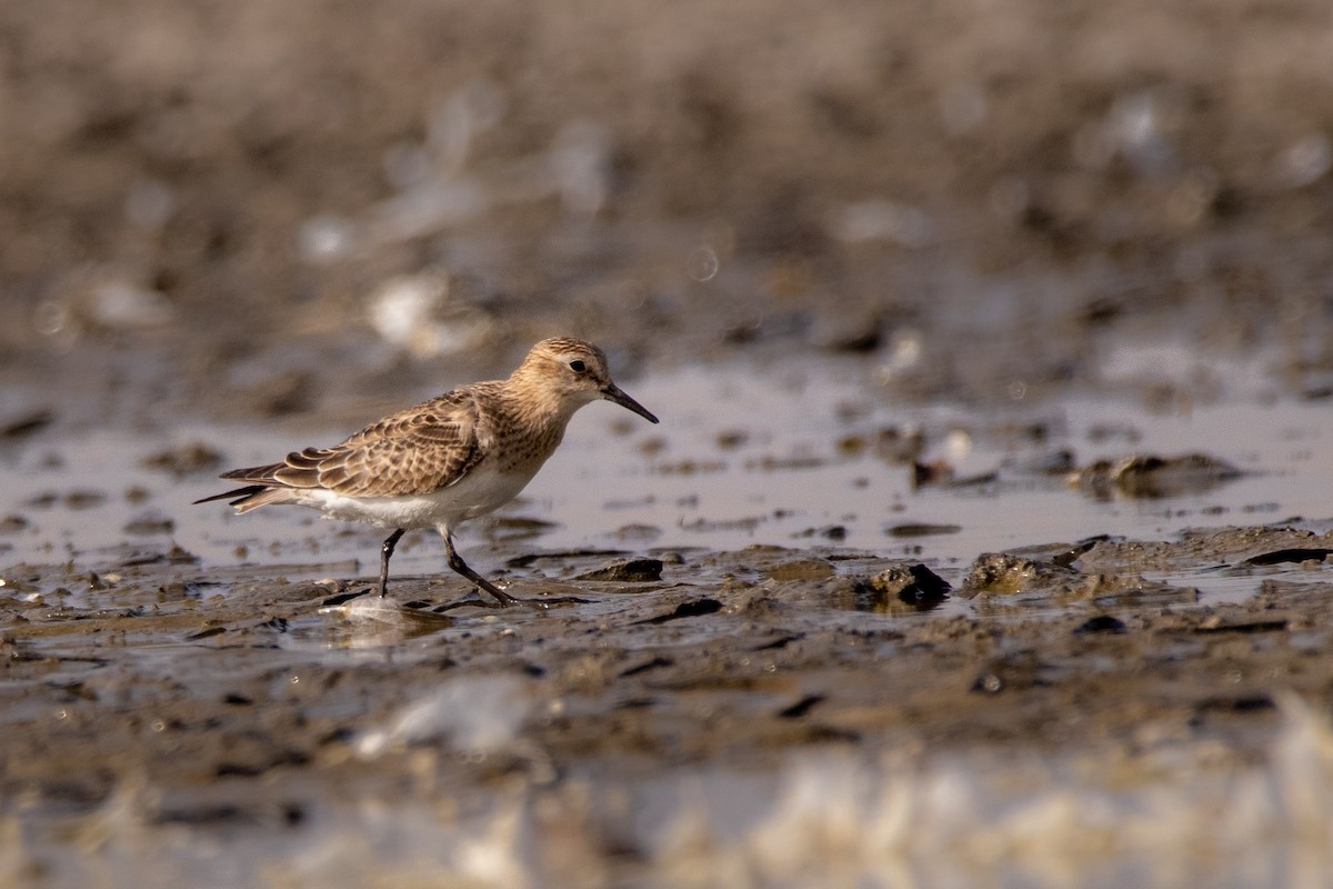 Baird's Sandpiper - Rain Saulnier