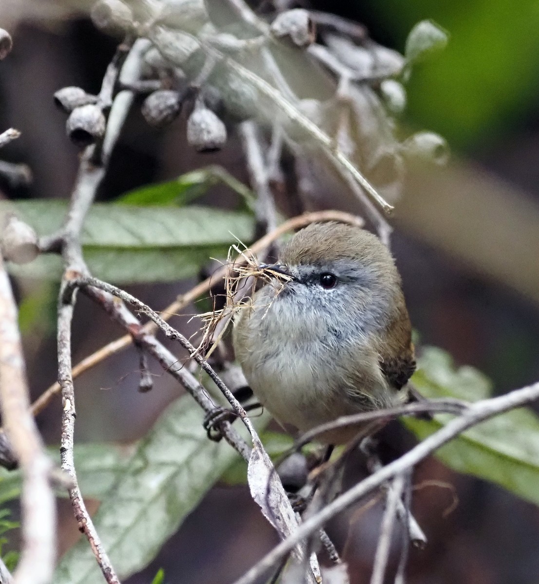 Brown Gerygone - ML492977411