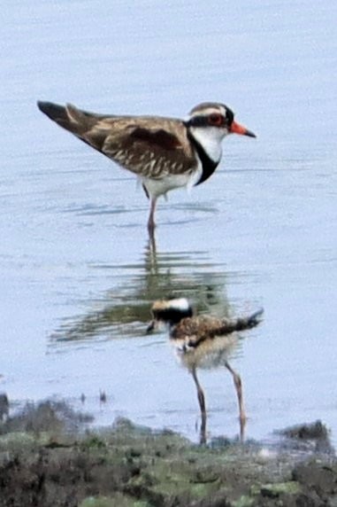 Black-fronted Dotterel - James Boughton