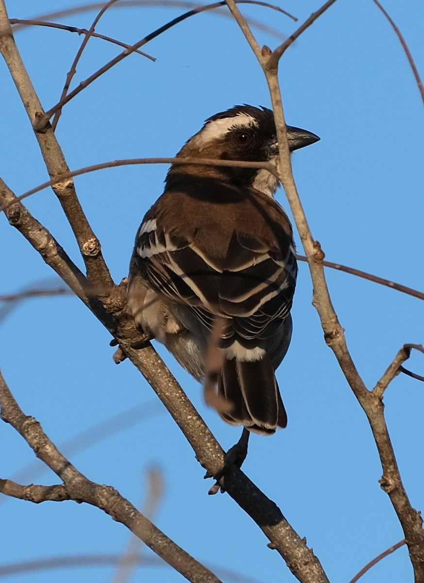 White-browed Sparrow-Weaver (Spot-chested) - ML492978171