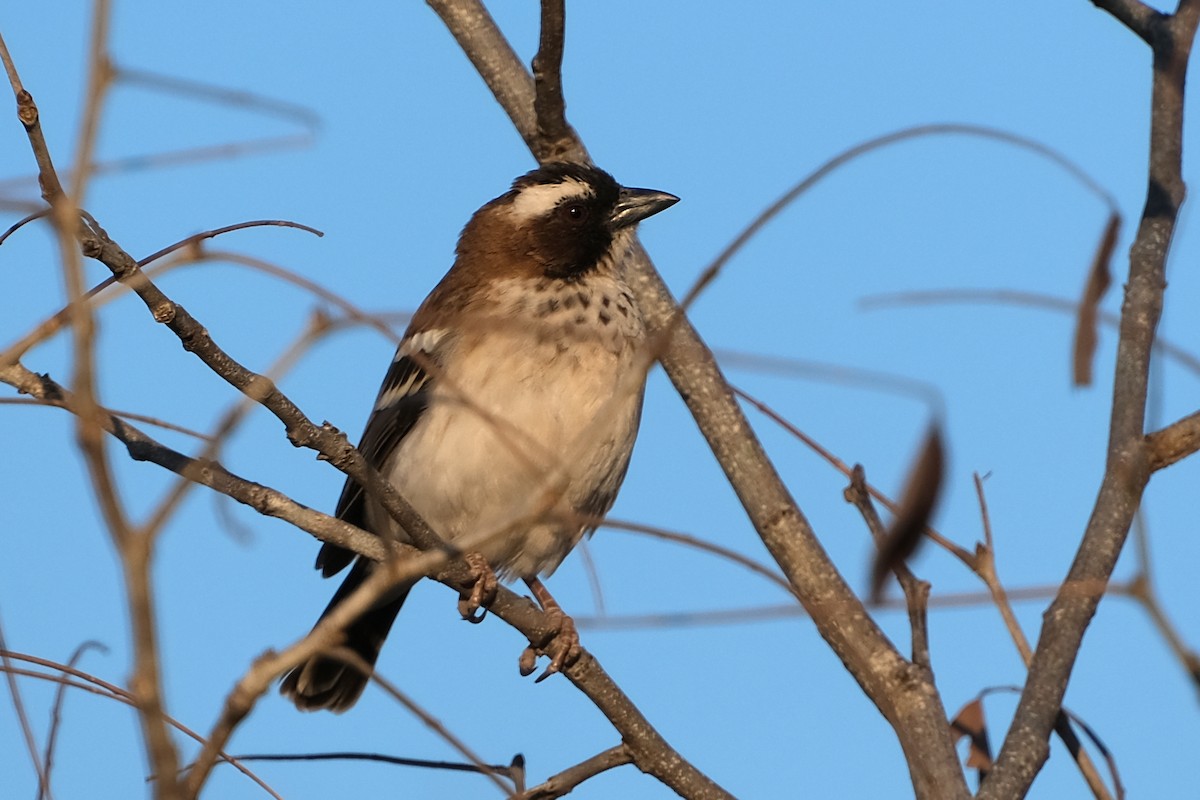 White-browed Sparrow-Weaver (Spot-chested) - ML492978181