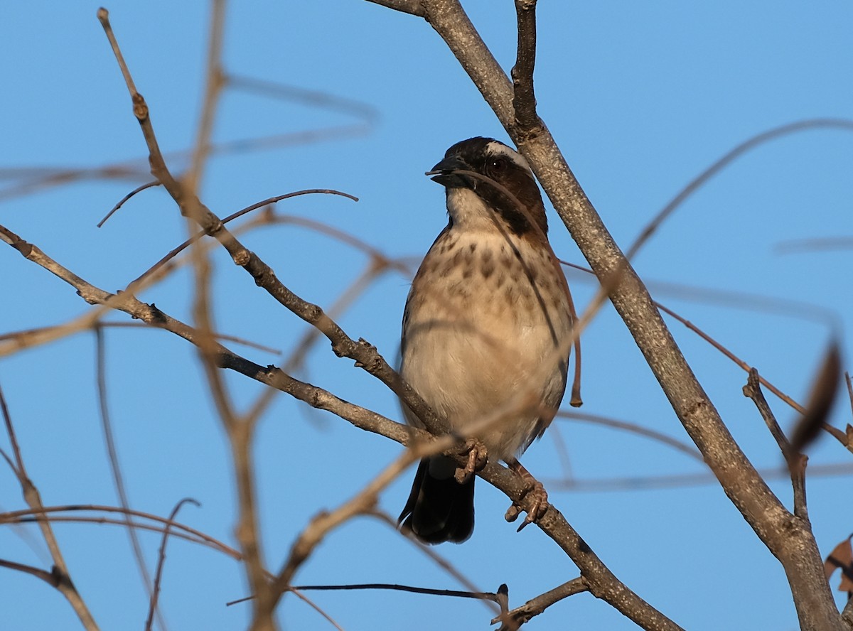 White-browed Sparrow-Weaver (Spot-chested) - ML492978191