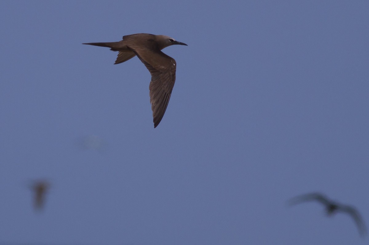 Brown Noddy - ML49297921