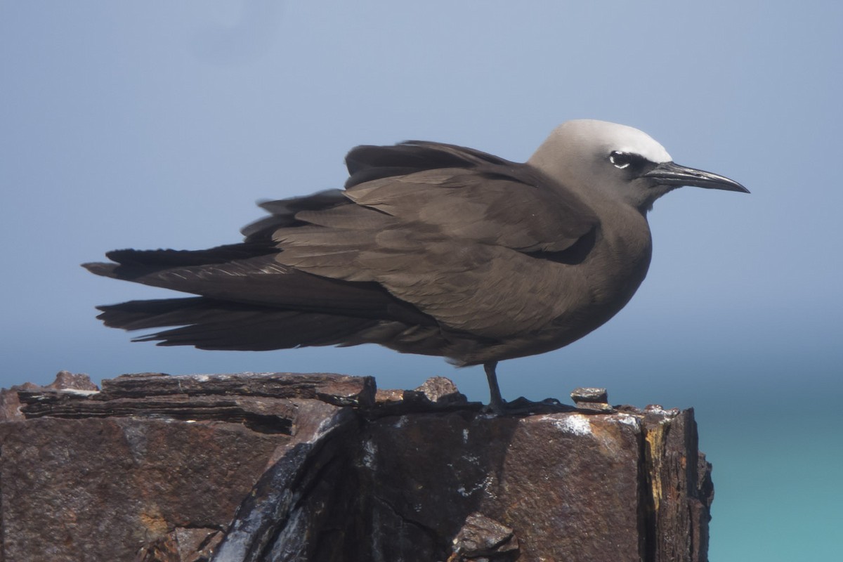 Brown Noddy - Michael Todd