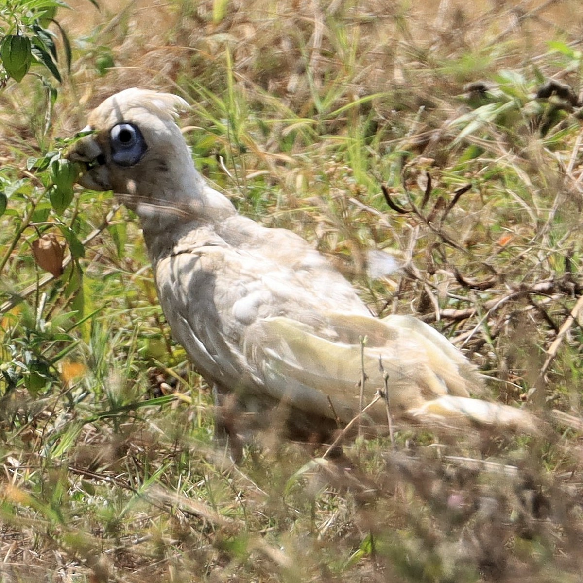 Little Corella - ML492979501