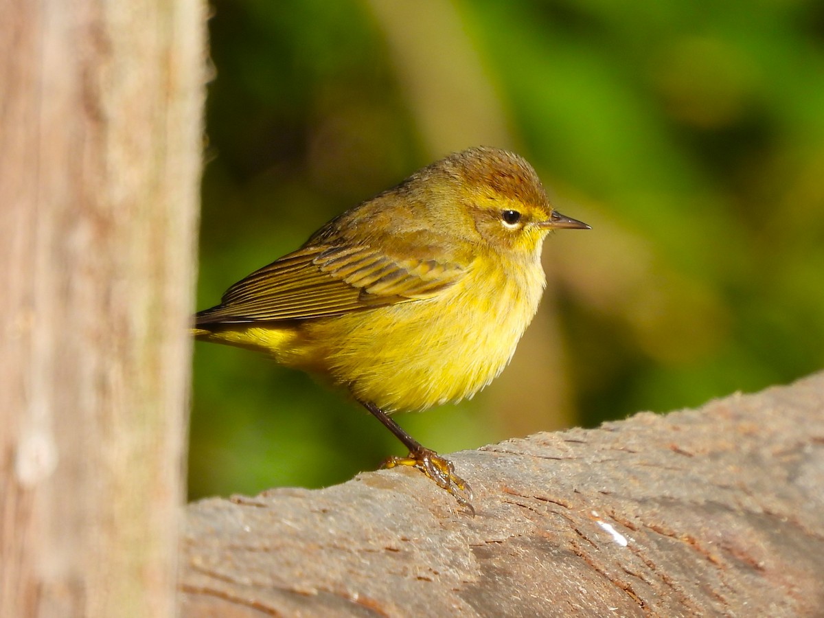 Palm Warbler - ML492980321