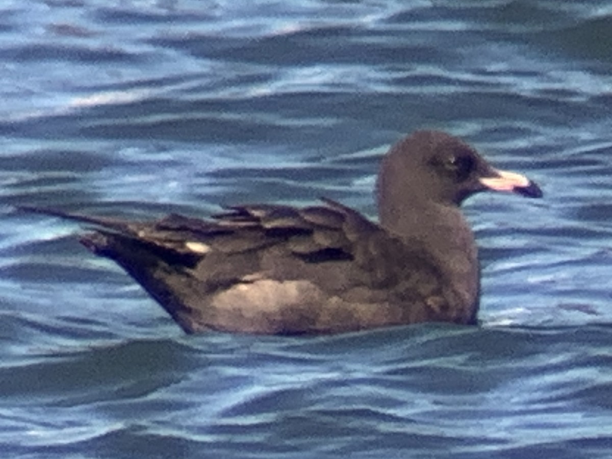 Heermann's Gull - ML492980371