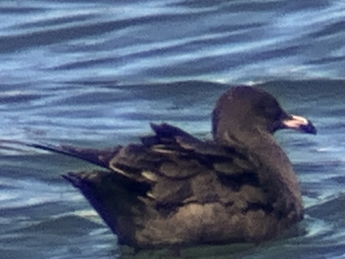 Heermann's Gull - ML492980381